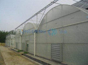 Green House for Plants Growing